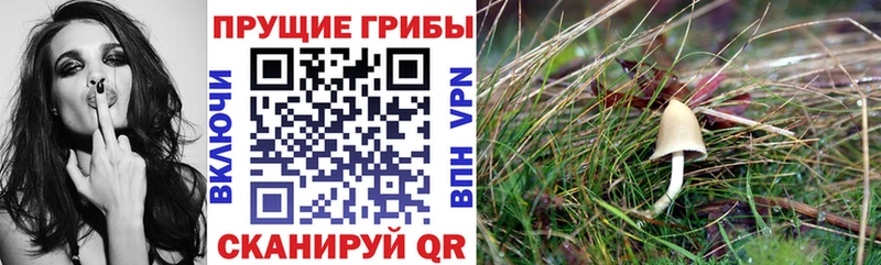 Купить где  Белогорск  Галлюциногенные грибы Psilocybe 